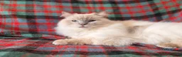 Ragdoll cats for sale: Beautiful Neutered GCCF Ragdolls For Adoption - Advert 2