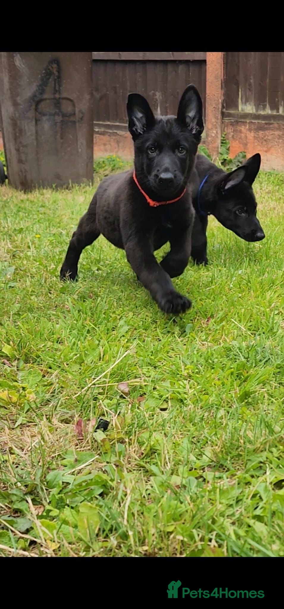 Belgian Shepherd Dog dogs Belgium Malinois × Czech Shepherd Puppies - Advert 2