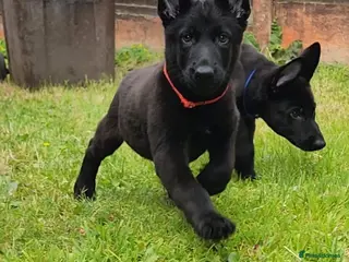 Belgian Shepherd Dog dogs Belgium Malinois × Czech Shepherd Puppies - Advert 2