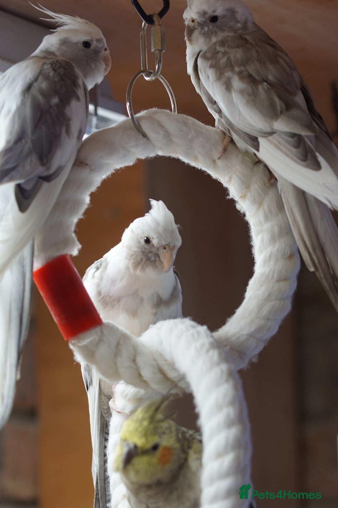 Cockatiels birds for sale: Young Cockatiels - Image 12