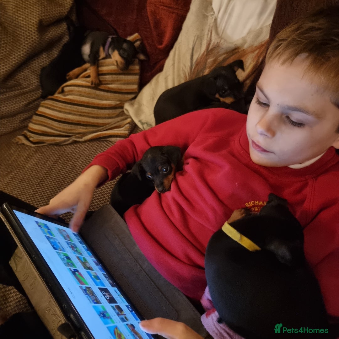 Miniature Pinscher dogs for sale: Miniature pinscher pups - Advert 21