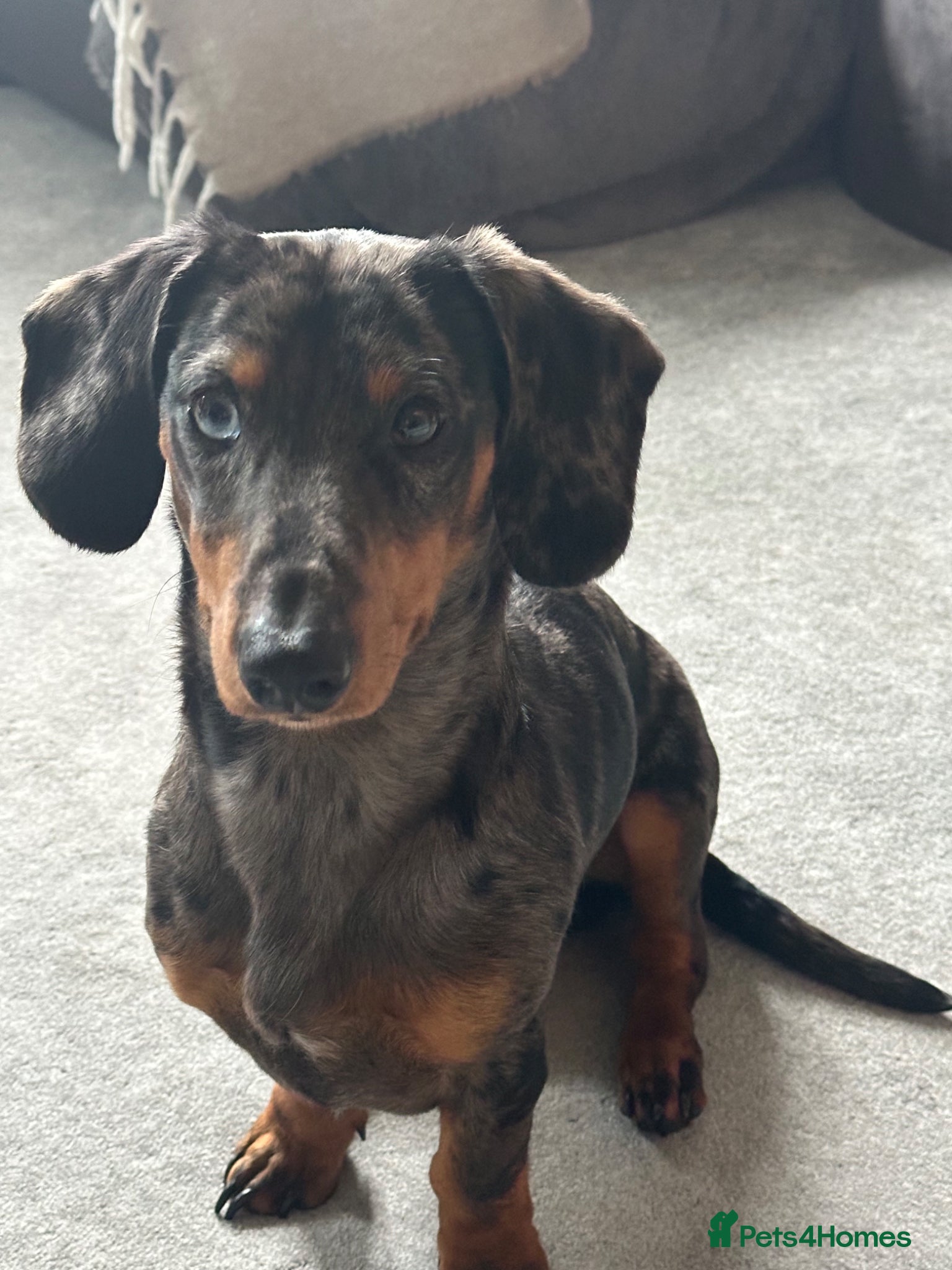 Dachshund dogs Male dachshund  - Advert 9