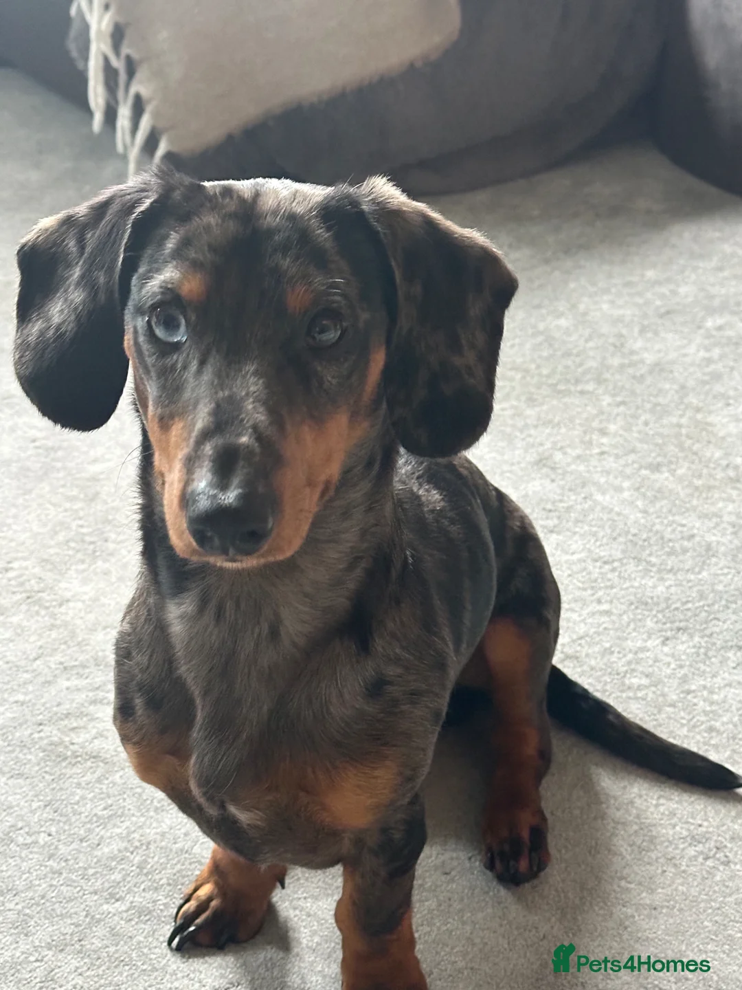 Dachshund dogs for sale: Male dachshund  - Advert 1