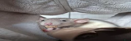 Rat rodents for sale: (with cage) 2 FEMALE RATS in Bolton - Advert 5