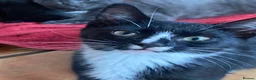 Mixed Breed cats for sale: Kittens For sale mixed Bread - Advert 6