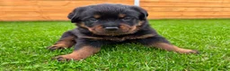 Rottweiler dogs for sale: KC Registered German Line Rottweiler Puppies 🐾🐾 - Advert 23