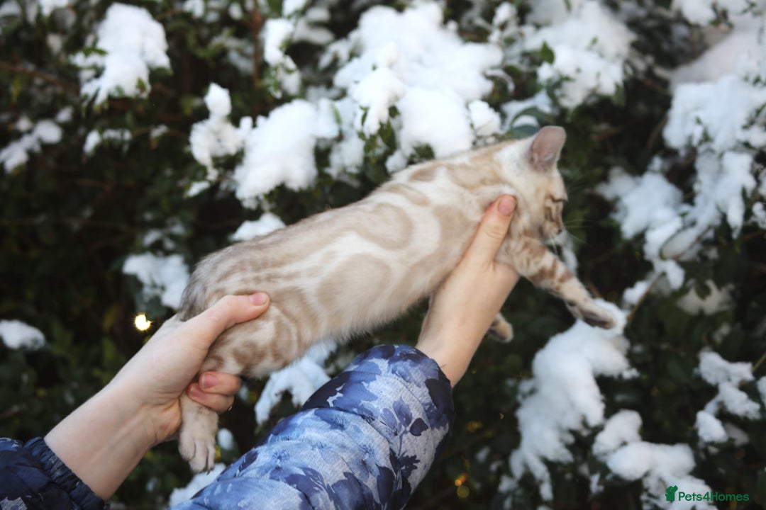 Bengal cats for sale: Snow, Silver & Brown Clouded Top Quality Bengals - Advert 17