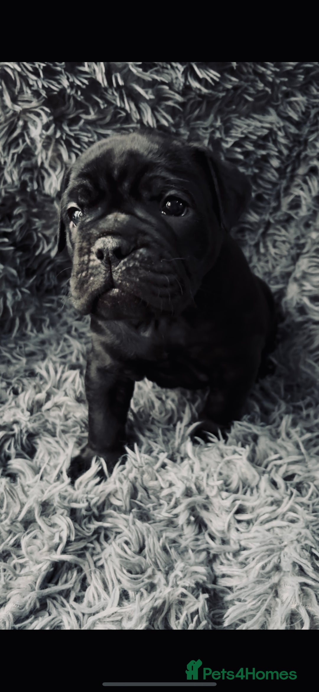 Olde English Bulldogge dogs for sale: Olde English Bulldogge Puppies - Image 4