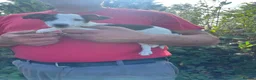 Jack Russell dogs for sale: Gorgeous Jack Russell puppies ready now - Advert 2