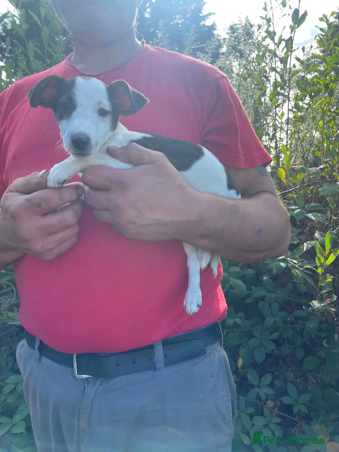 Jack Russell dogs for sale: Gorgeous Jack Russell puppies ready now - Advert 2