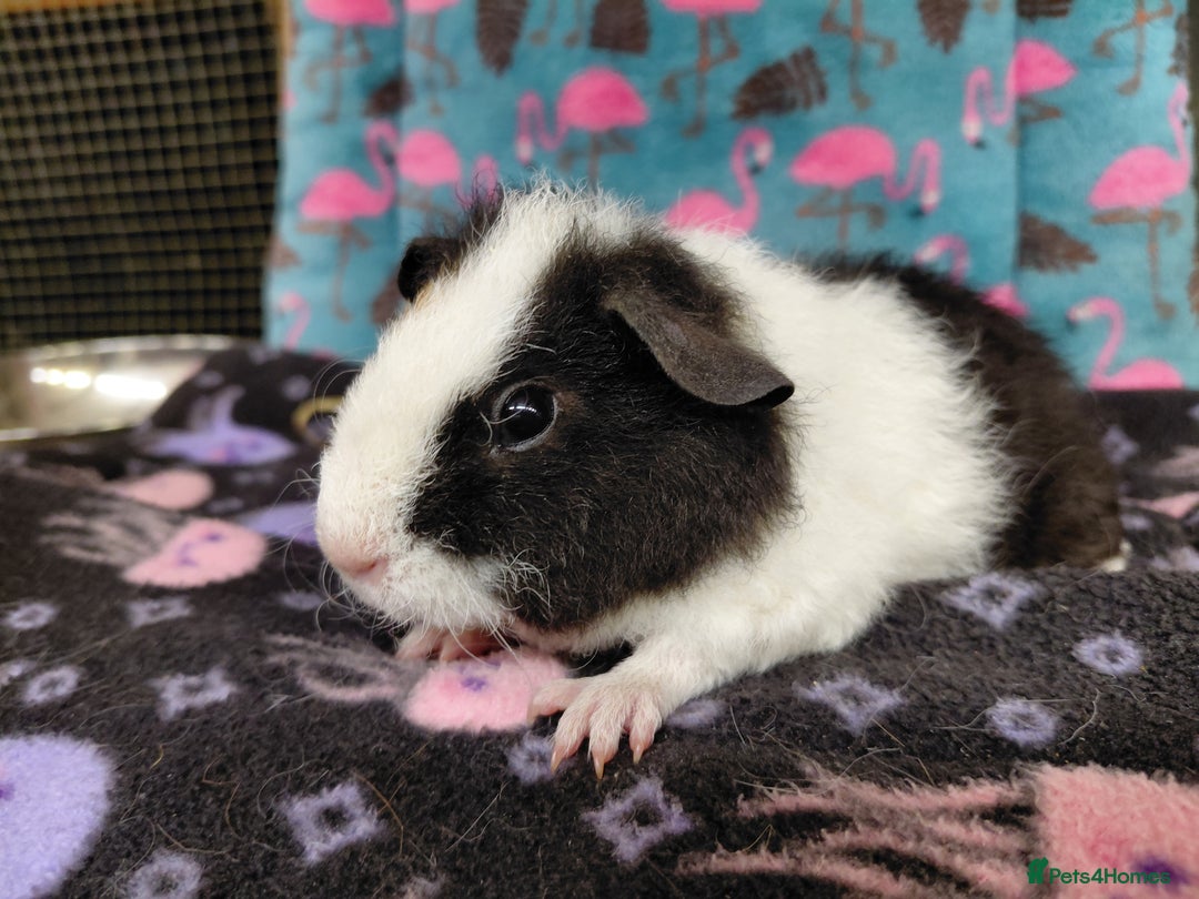 Guinea Pig rodents for sale: Baby Longhaired Brothers/Teddies Available RTR - Image 6