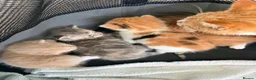 Mixed Breed cats for sale: Beautiful kittens  - Advert 13