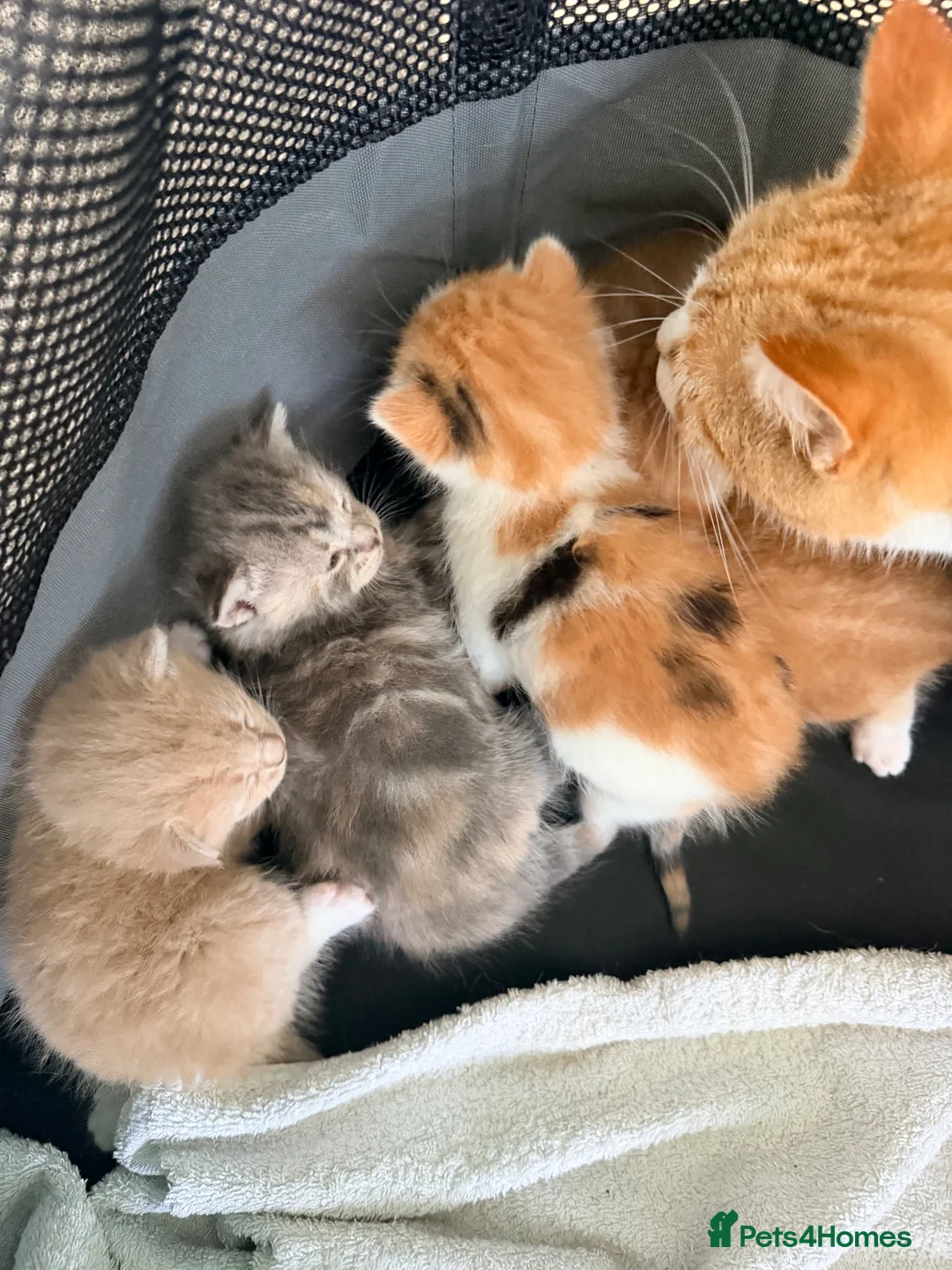 Mixed Breed cats for sale: Beautiful kittens  - Advert 13