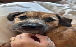 Mixed Breed dogs for sale: Dachshund x Shih Tzu for sale - Image 9