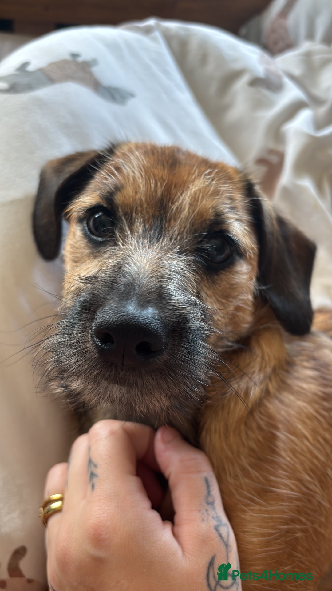 Mixed Breed dogs for sale: Dachshund x Shih Tzu for sale - Image 9