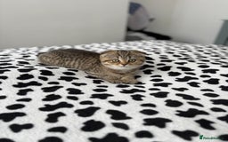 Scottish Fold cats for sale: Scottish fold - Image 1