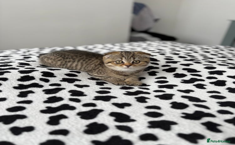 Scottish Fold cats - Advert 1