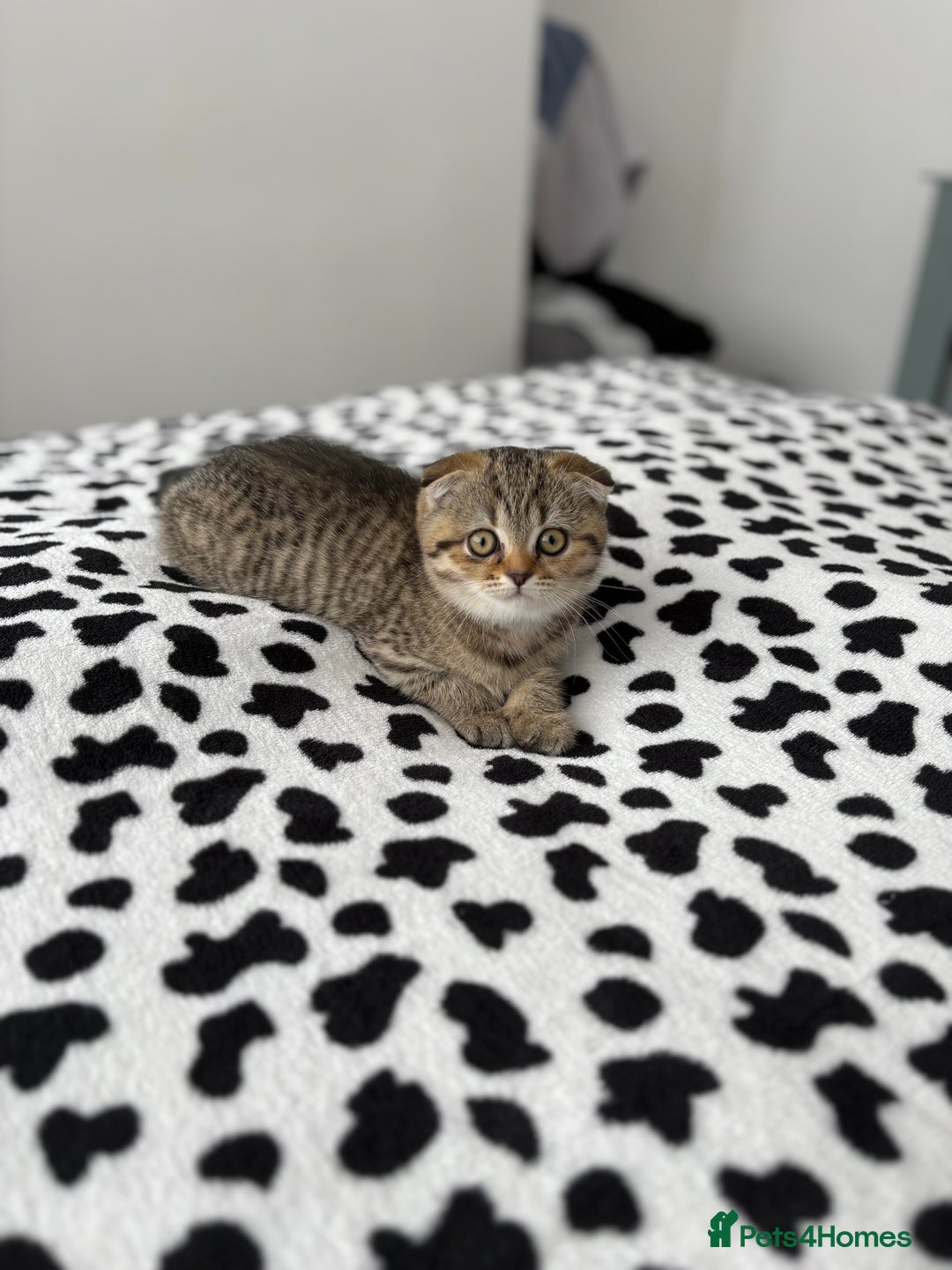 Scottish Fold cats for sale: Scottish fold - Image 1