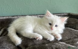 Siberian cats for sale: 😍 Siberian Neva Masquerade kittens 😍 - Image 17