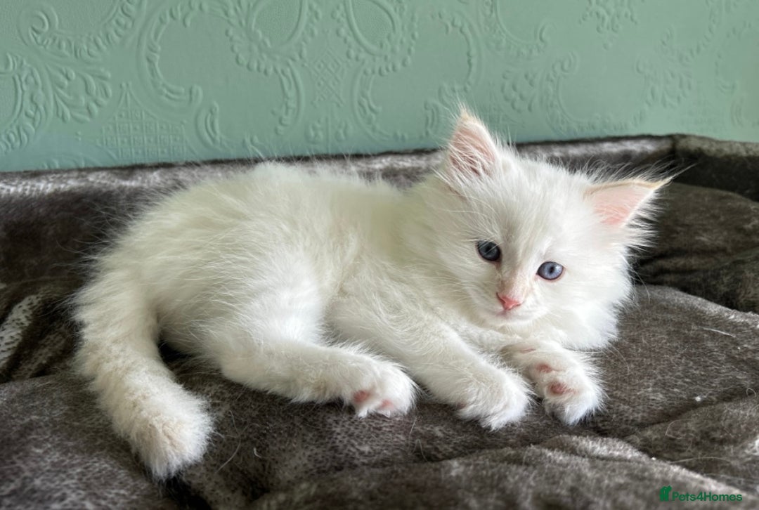 Siberian cats for sale: 😍 Siberian Neva Masquerade kittens 😍 - Image 17