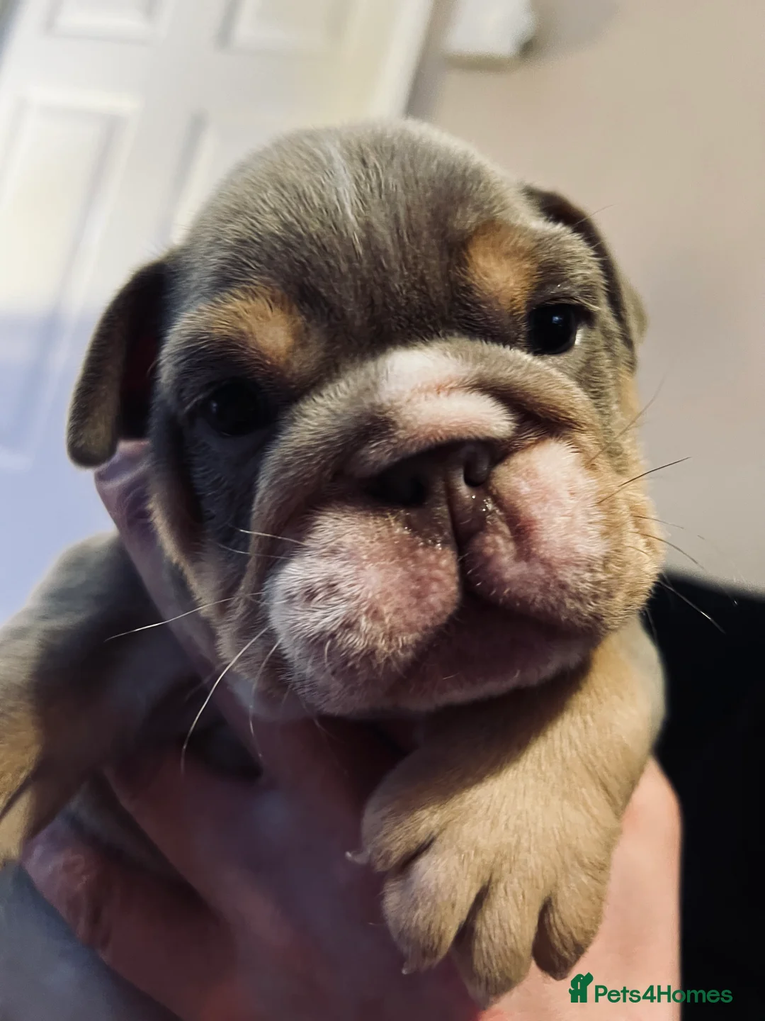 English Bulldog dogs for sale: Beautiful English bulldog pup - Advert 4