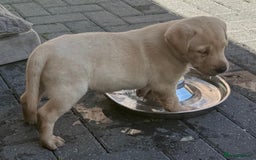 Labrador Retriever dogs for sale: Beautiful Lab Puppies — Ready now! 5 Girls & 1 Boy - Image 6