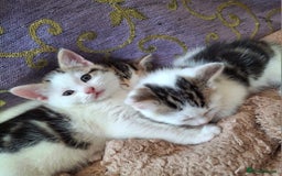 Mixed Breed cats for sale: 3 Adorable Fluffy Kittens - Image 24