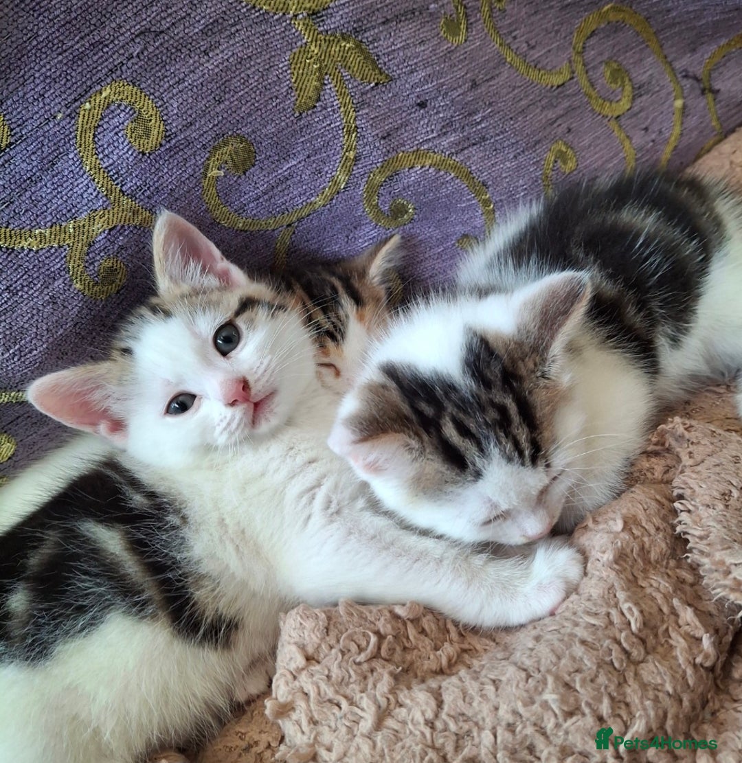 Mixed Breed cats for sale: 3 Adorable Fluffy Kittens - Image 24