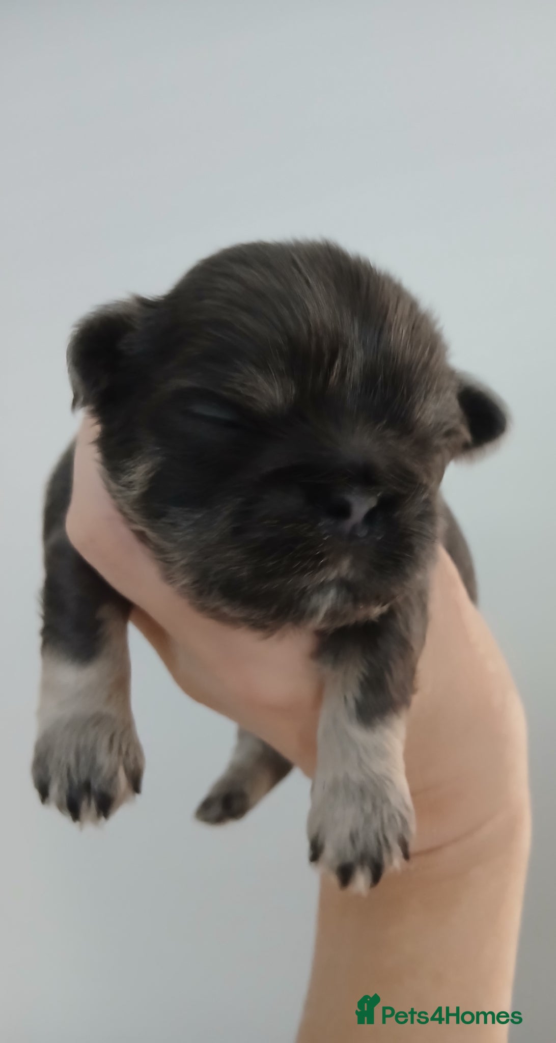 Shih Tzu dogs 💙 RARE BLUE DOBBIES CARRYING CHOC IMPERIALS 💙 - Advert 15