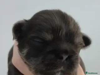 Shih Tzu dogs 💙 RARE BLUE DOBBIES CARRYING CHOC IMPERIALS 💙 - Advert 15