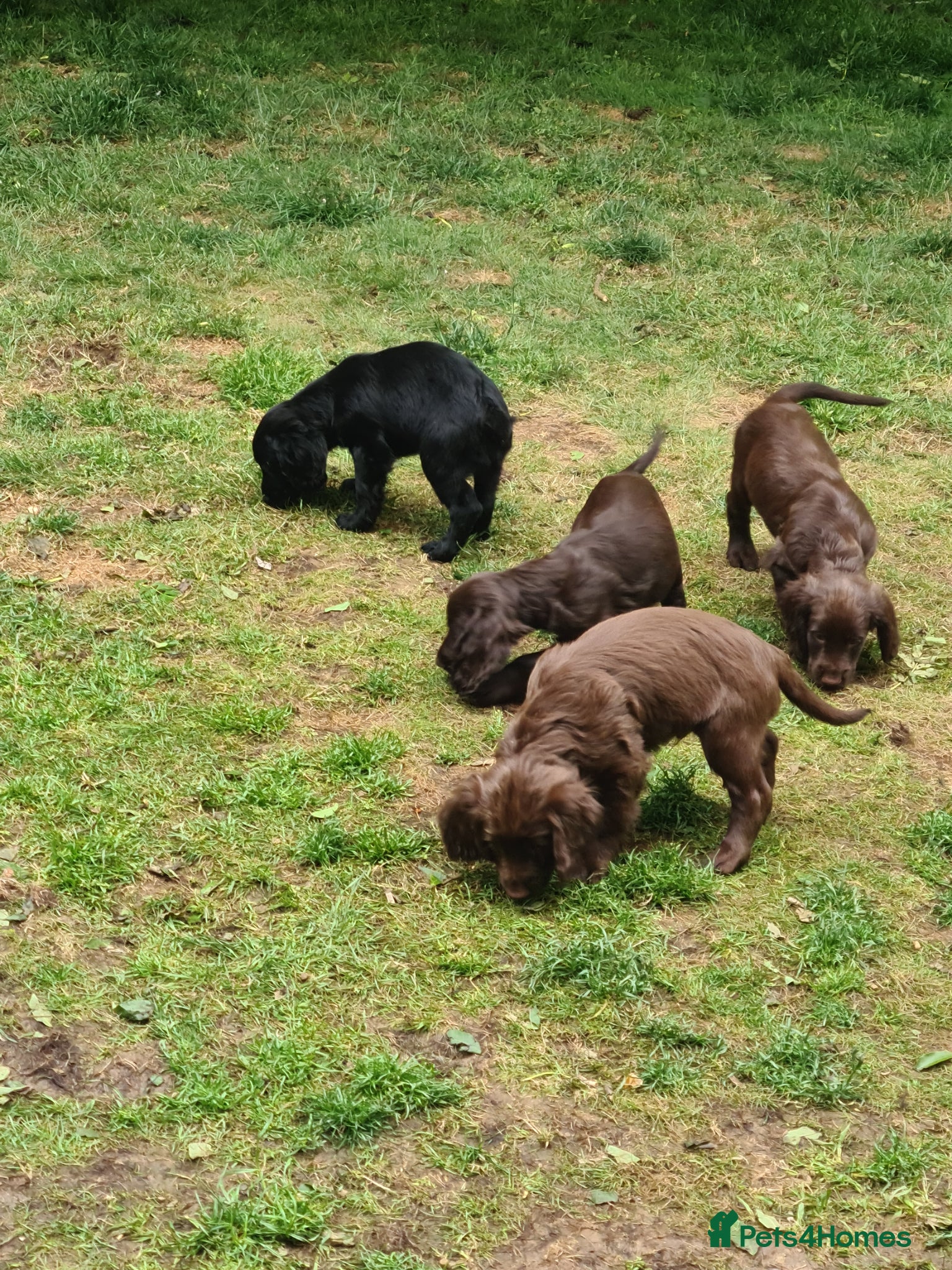 Cocker Spaniel dogs Beautiful Cocker Spaniel Pups - Advert 2