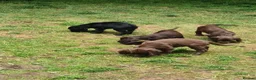 Cocker Spaniel dogs for sale: Beautiful Cocker Spaniel Pups in Southampton - Advert 4