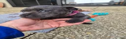 Staffordshire Bull Terrier dogs for sale: znmsmwsax Blue Staffys for sweet homes in Salisbury - Advert 5