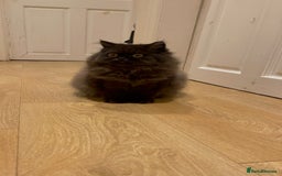 Persian cats for sale: Please read Pure male Persian kittens for sale  - Image 8