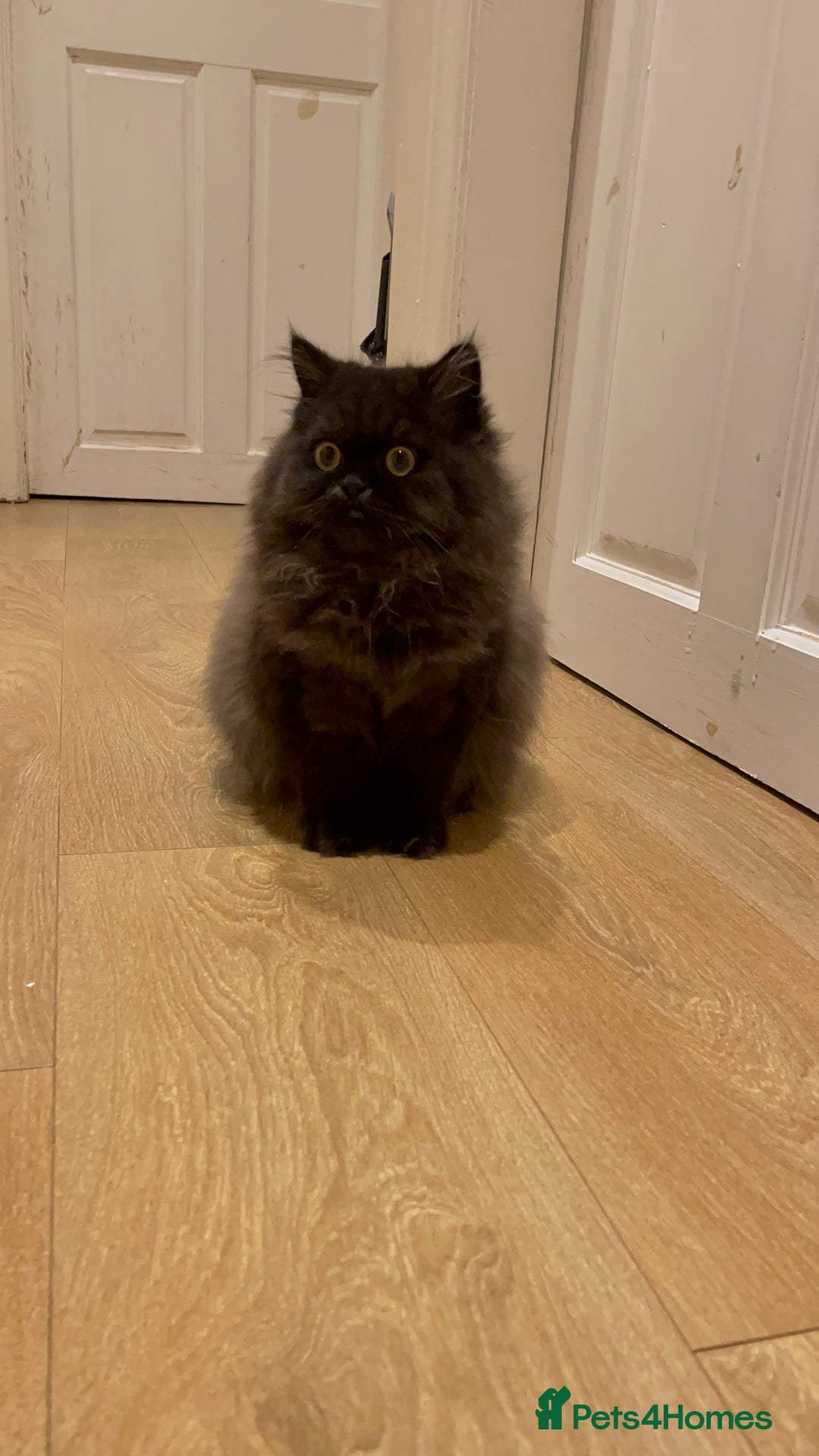 Persian cats for sale: Please read Pure male Persian kittens for sale  - Image 8