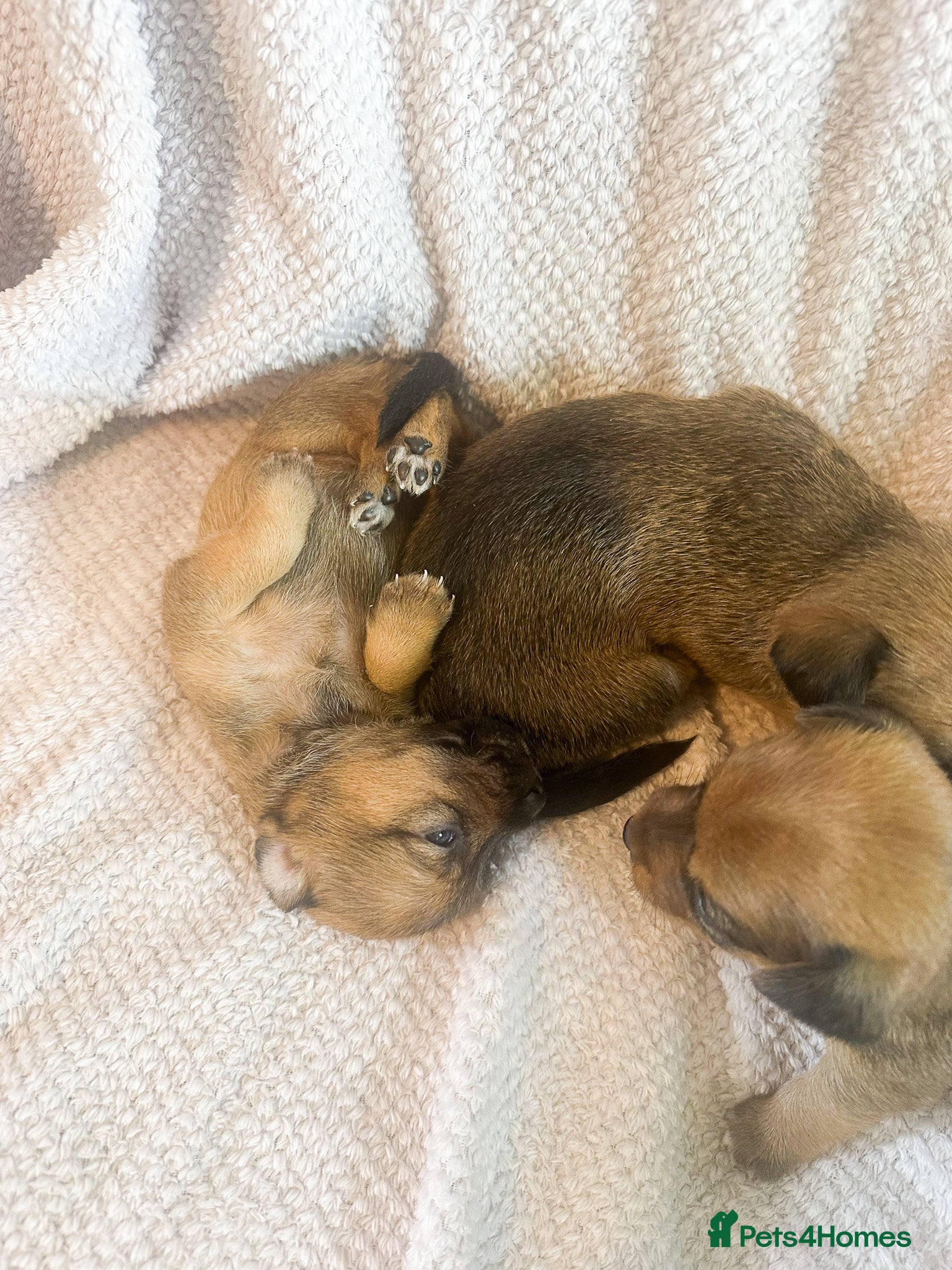 Mixed Breed dogs for sale: Patterdale X Lakeland Puppies for Sale in Letchworth Garden City - Advert 12