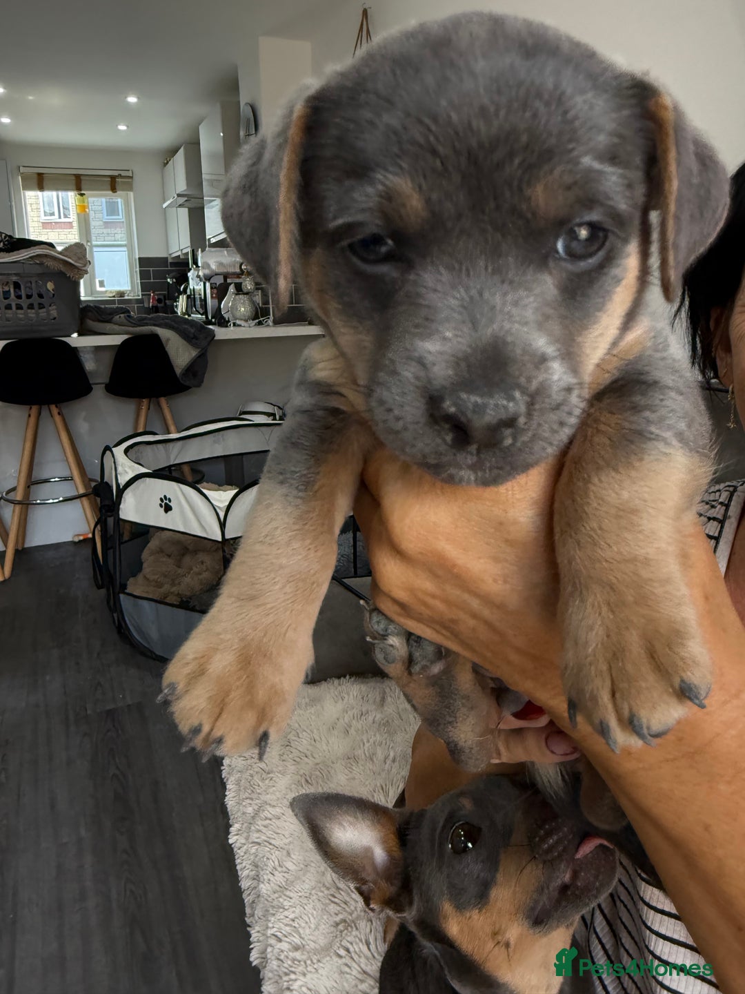 Jack Russell dogs for sale: Jack Russell Puppies 3 boys available - Image 9