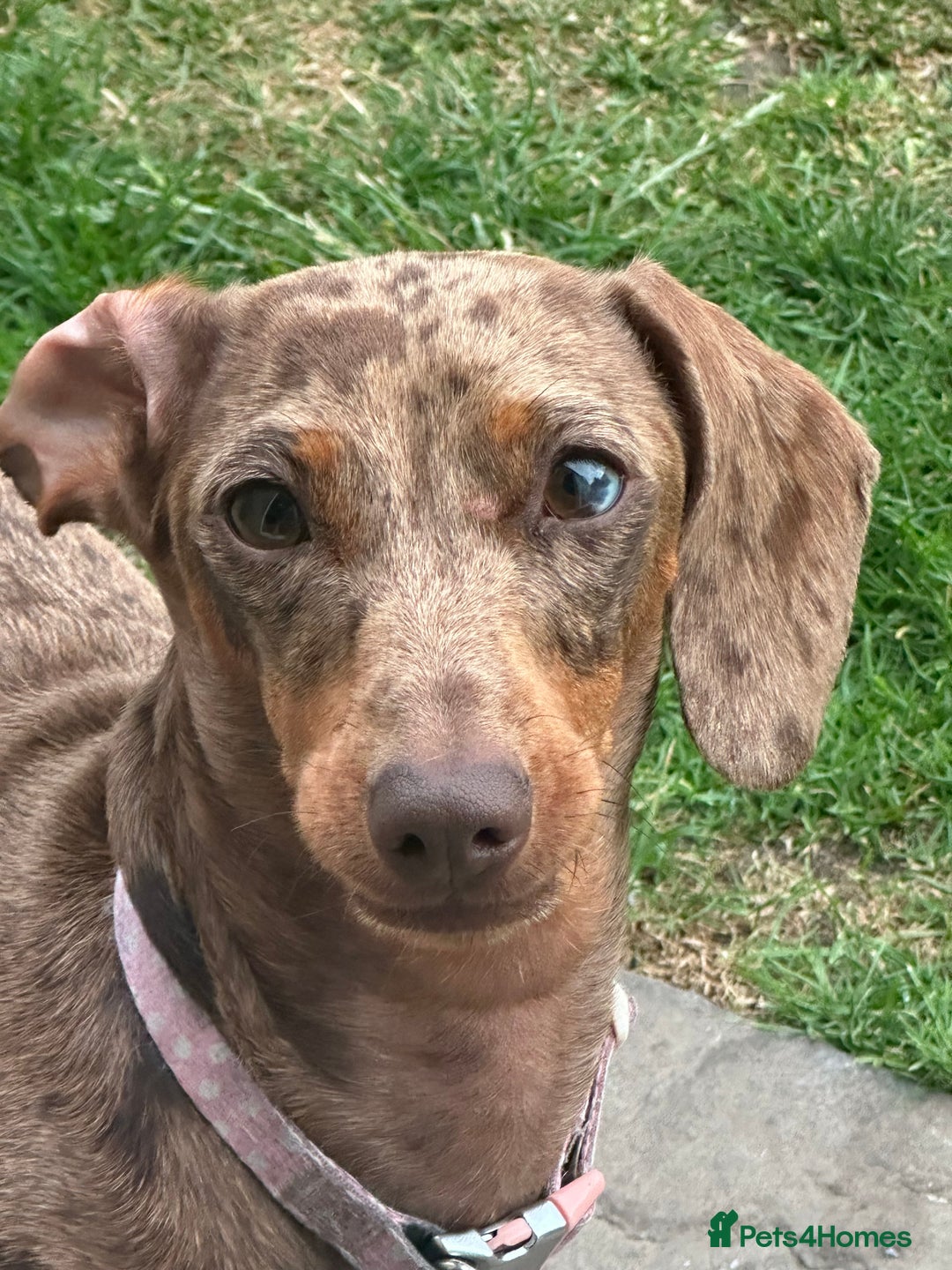 Dachshund dogs for sale: Miniature dashaunds - Advert 1