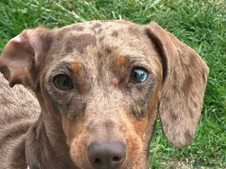 Dachshund dogs Miniature dashaunds - Advert 1