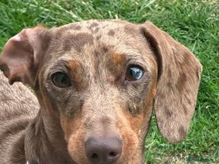 Dachshund dogs Miniature dashaunds - Advert 18