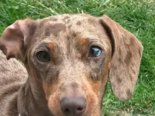 Dachshund dogs Miniature dashaunds - Advert 17