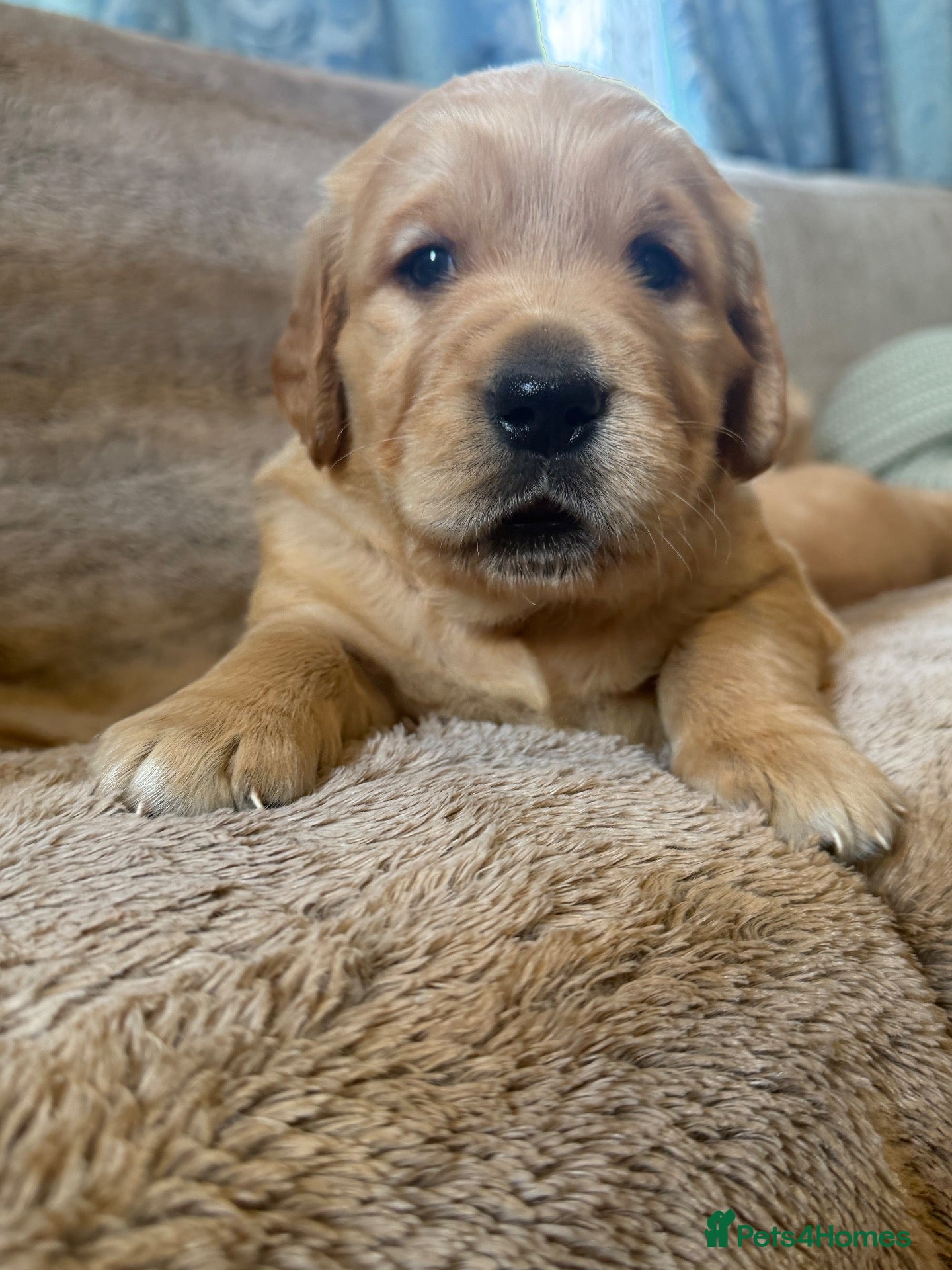 Golden Retriever dogs Beautiful KC Golden Retrievers  - Advert 2