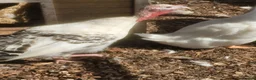 Turkeys poultry for sale: Crowitizer turky hen for sale - Advert 6