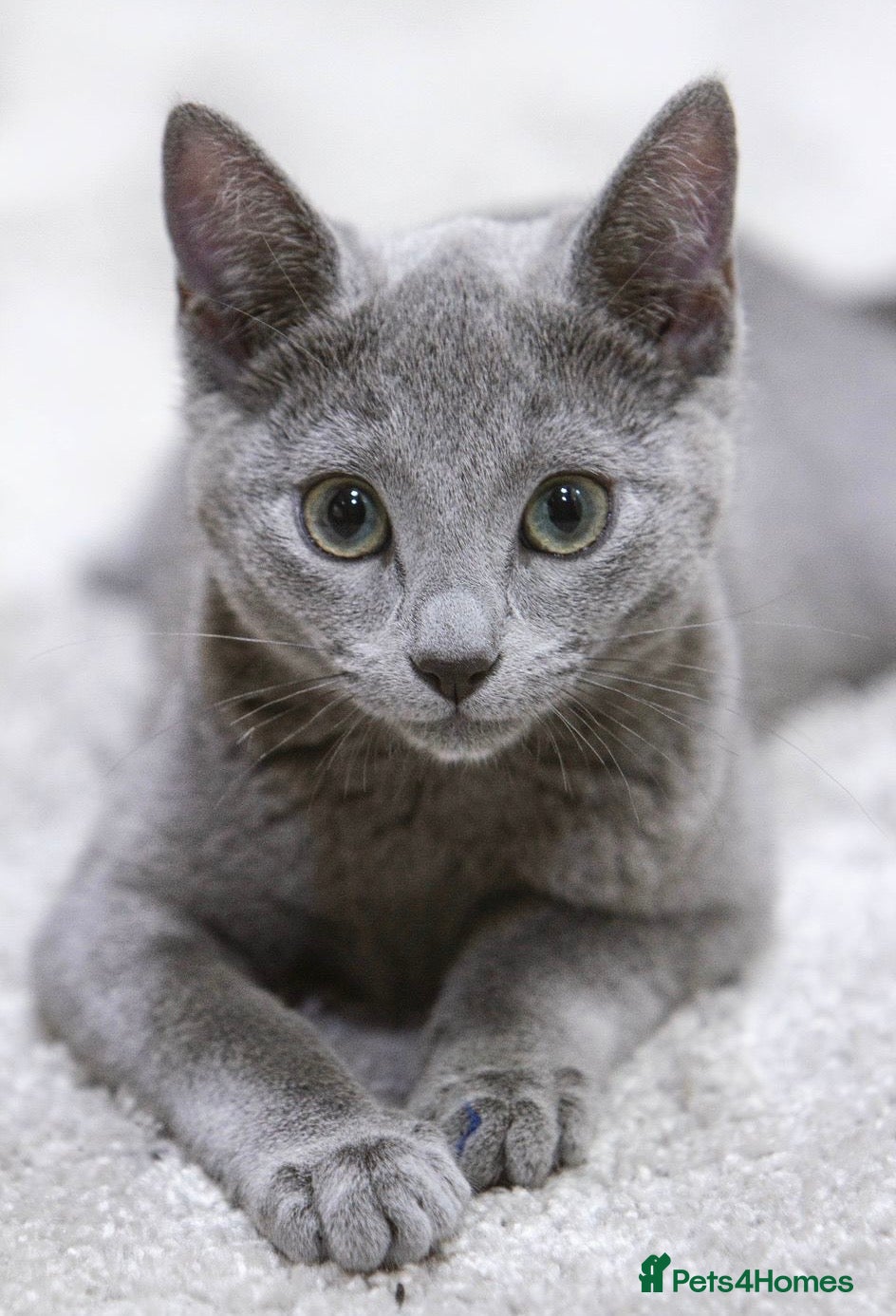 Russian Blue cats TICA queen Russian Blue for sale - Advert 2