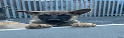 Shepsky dogs for sale: syberian huskyx malinois x german shepherd puppies in Gillingham - Advert 15