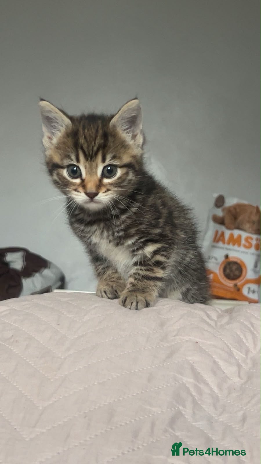 Mixed Breed cats for sale: 2 Bengal X tabby kittens for sale - Advert 3