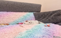British Shorthair cats for sale: British Shorthair Silver Chinchilla  - Image 30