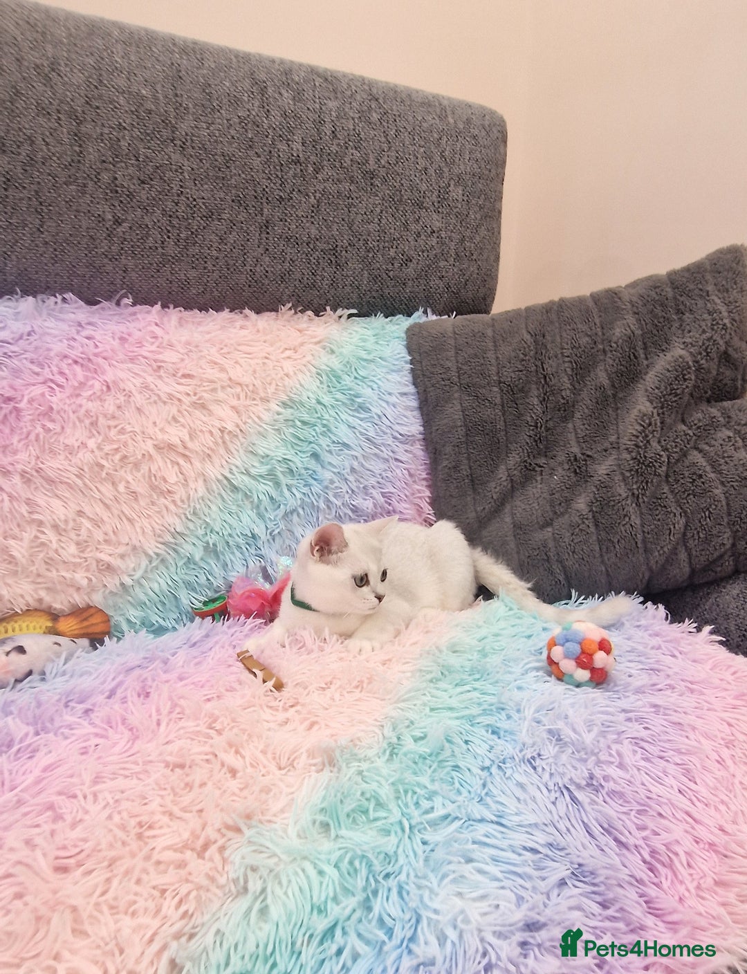 British Shorthair cats for sale: British Shorthair Silver Chinchilla  - Image 30