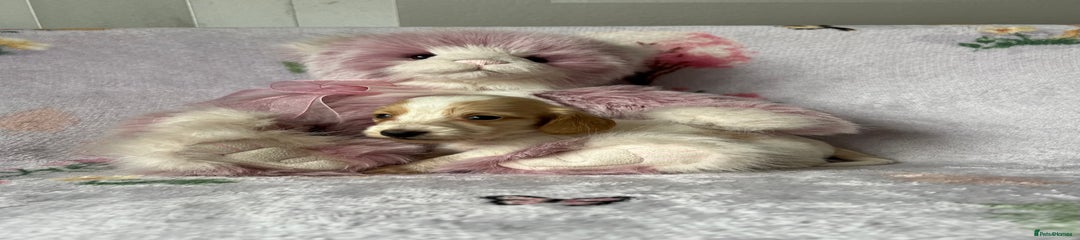 Cream piebald female 