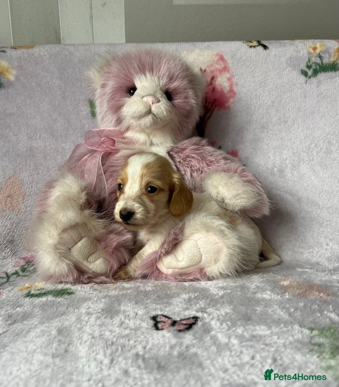 Miniature Dachshund dogs for sale: KC registered longhair Piebald puppies  - Image 5